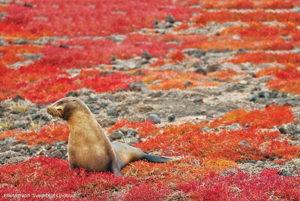 Seal