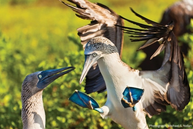 Birds