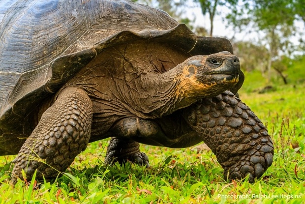 Tortoise