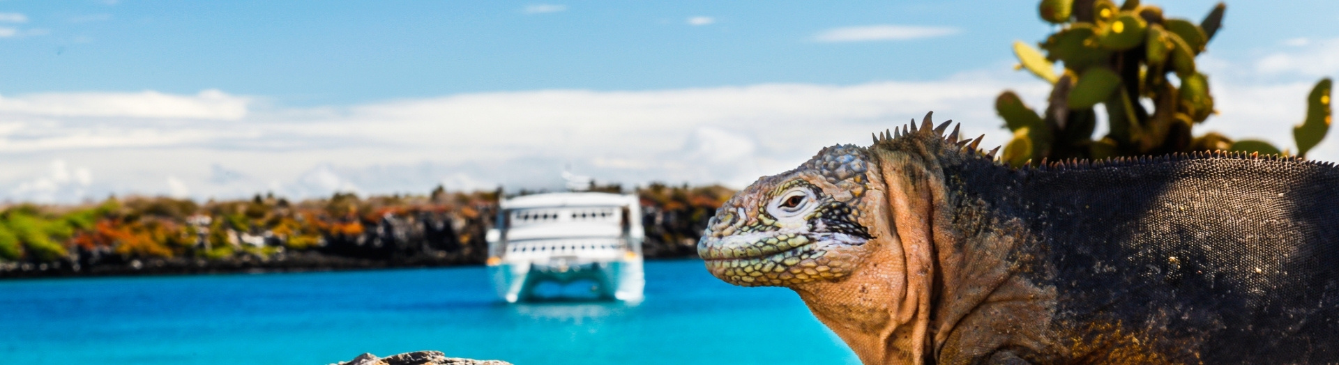 The Galapagos