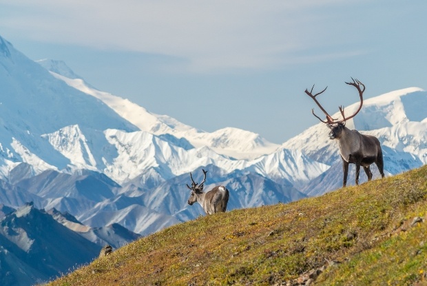 Rockies Odyssey & Alaska Cruise