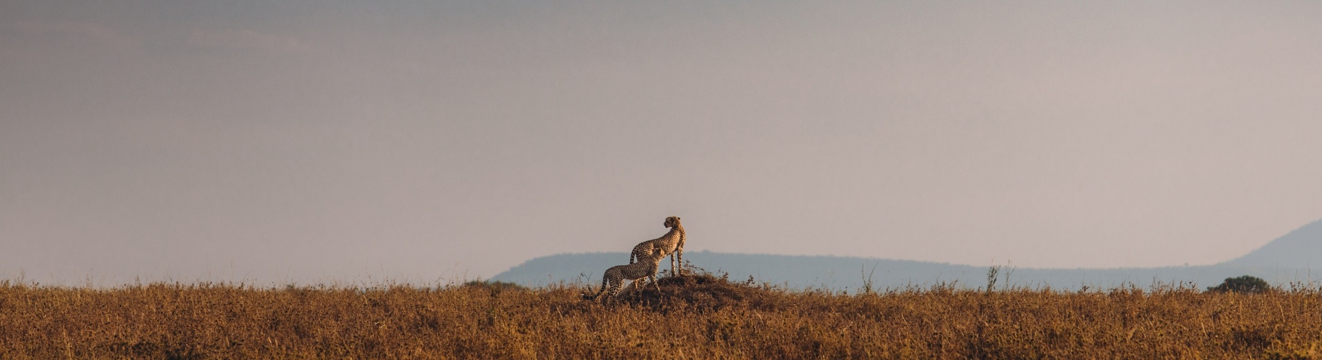 Africa
