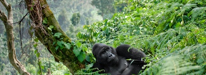 Gorilla trekking in Uganda, an amazing African highlight!