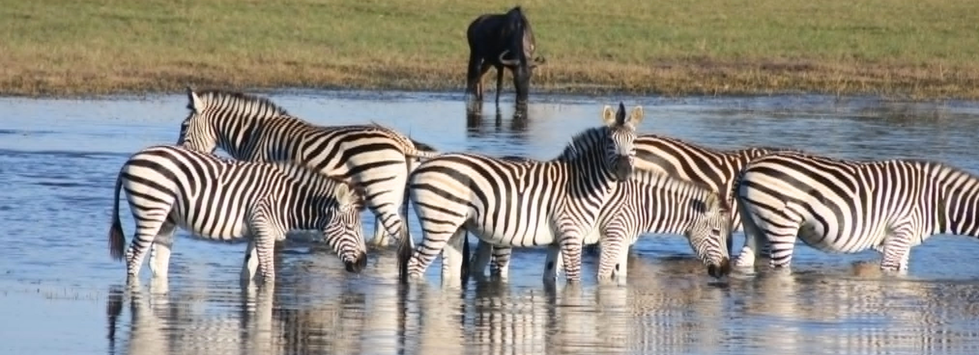 Amazing Africa- Botswana & Zimbabwe by Megan and Georgette 