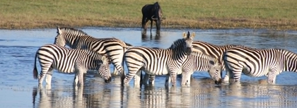 Amazing Africa- Botswana & Zimbabwe by Megan and Georgette 