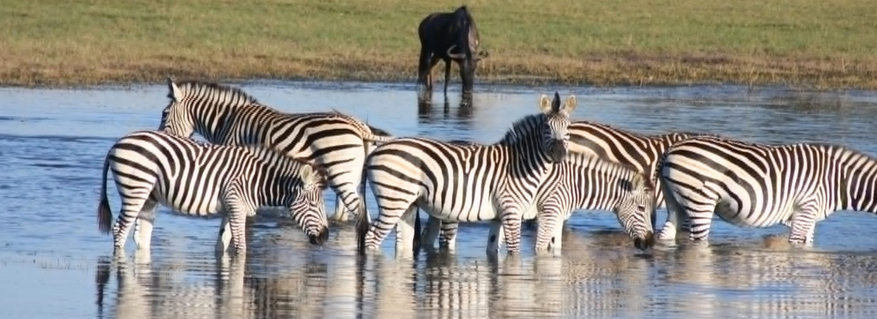Amazing Africa- Botswana & Zimbabwe by Megan and Georgette 