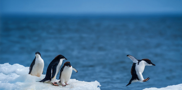 Penguins, HX Expeditions