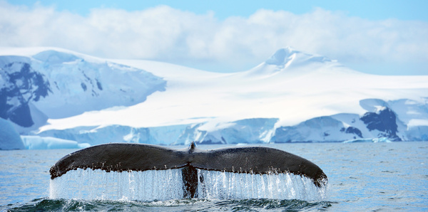 Whale, HX Expeditions